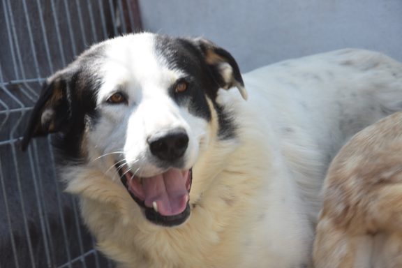 Rexi - ca. 4 Jahre Lächelnder Hund mit schwarz-weißer Fellzeichnung und freundlichem Ausdruck.