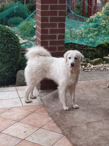 Tilda - ca. 2 Jahre Ein weißer Hund steht auf einem gepflasterten Boden vor einer Gartenkulisse.