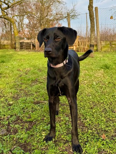 Palina - ca. 1,5 Jahre Schwarzer Hund steht auf grünem Gras mit Bäumen im Hintergrund.