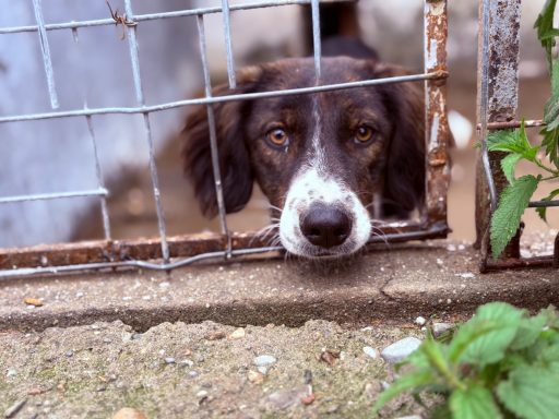 Braun-weißer Hund mit traurigen Augen lehnt am Gitter eines Zauns.