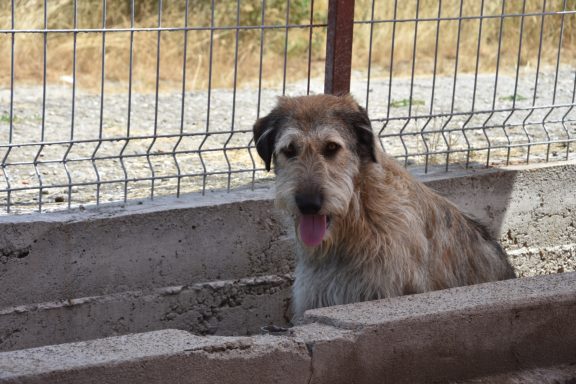 Bruno - ca. 2 Jahre Ein brauner Hund sitzt hinter einem Zaun und schaut neugierig.