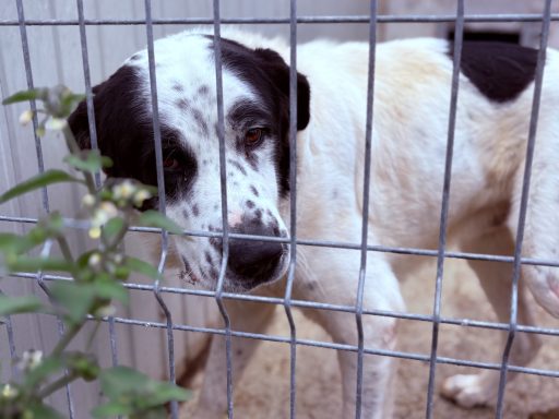 Simba - ca. 2 Jahre Ein schwarzer und weißer Hund schaut durch ein Gitter und steht auf einem Kasten.