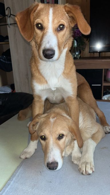 Ameli - ca. 9 Monate Zwei Beagle stehen übereinander auf einer hellen Fläche, einer schaut direkt zur Kamera.