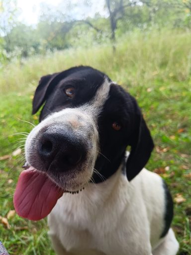 Ozzy - 1,5 Jahre Schwarz-weißer Hund im Freien, mit ausgebreiteten Zunge und freundlichem Blick.