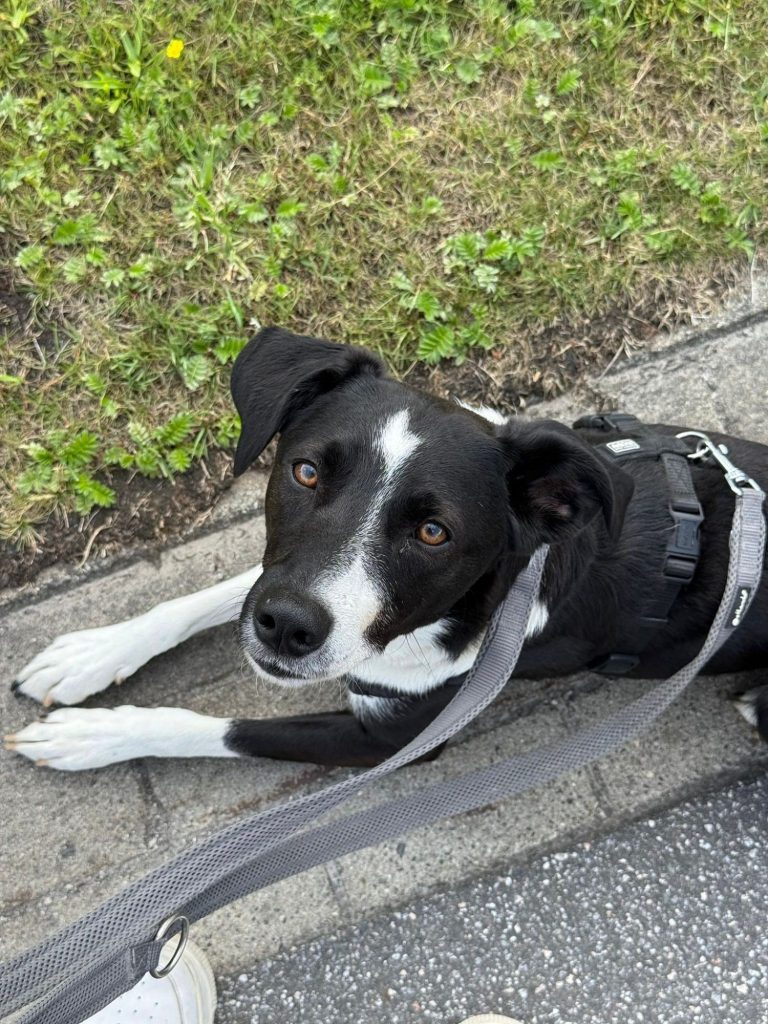 Mirella steht im Auslauf und blickt vorsichtig in die Kamera