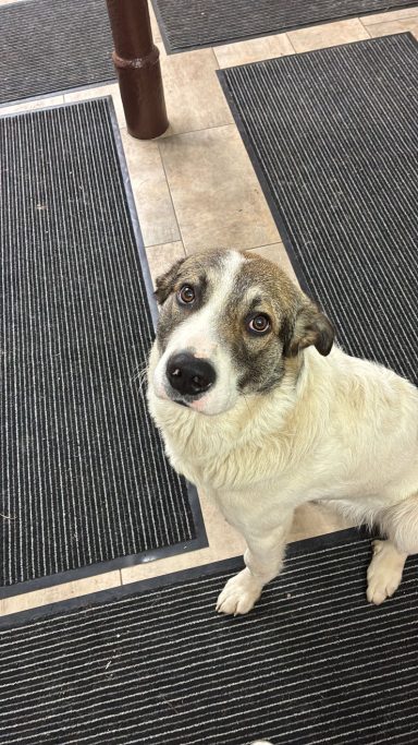 Felix - ca. 12 Monate