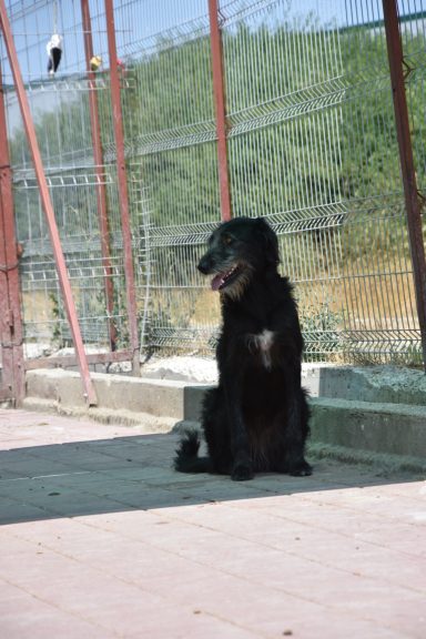 Negruza - ca. 2 Jahre Schwarzer Hund sitzt ruhig auf einem Gehweg mit maschineller Umzäunung im Hintergrund.