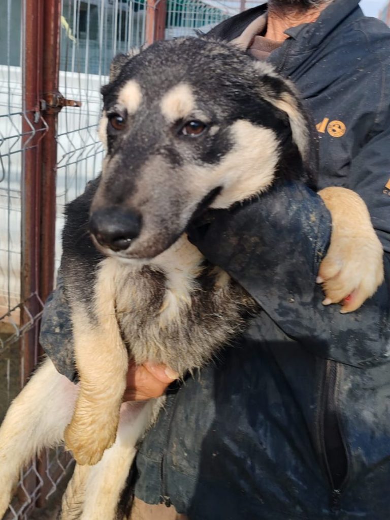 Mirella steht im Auslauf und blickt vorsichtig in die Kamera