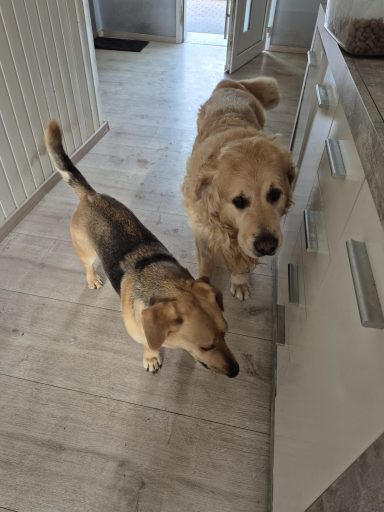 Spike und Balou - ca. 11,5 und 7,5 Jahre Zwei Hunde stehen in einer hellen Küche: ein Golden Retriever und ein kleinerer Hund.