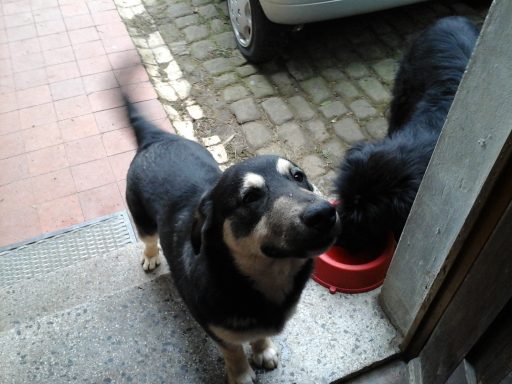 Apollo - ca. 8 Monate