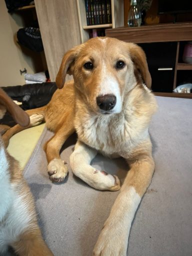 Milene - ca. 9 Monate Ein brauner Hund liegt entspannt auf einer grauen Unterlage.