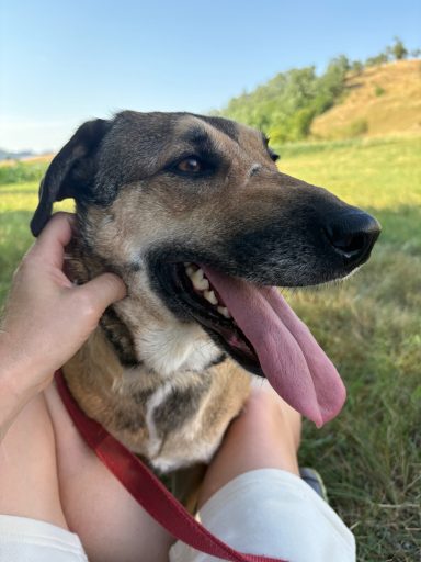 Dora - ca. 5 Jahre Brauner Hund mit ausgestreckter Zunge sitzt im Freien, während er gestreichelt wird.