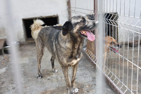 Maya - ca. 4 Jahre Ein großer, gestreifter Hund mit offenem Maul steht hinter einem Gitter.