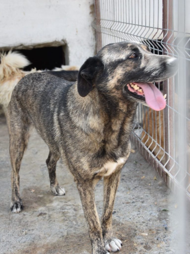 Mirella steht im Auslauf und blickt vorsichtig in die Kamera