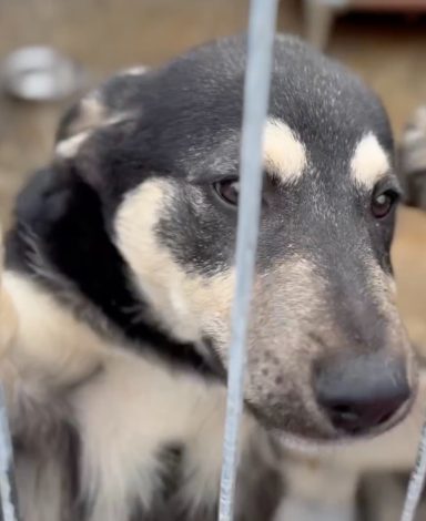 Arpi (Apollo) - ca. 9 Monate