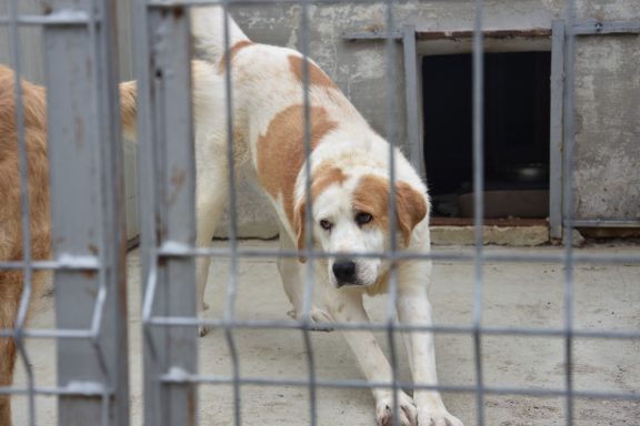 Lea - ca. 2 Jahre Ein großer, heller Hund mit braunen Flecken steht hinter einem Zaun.